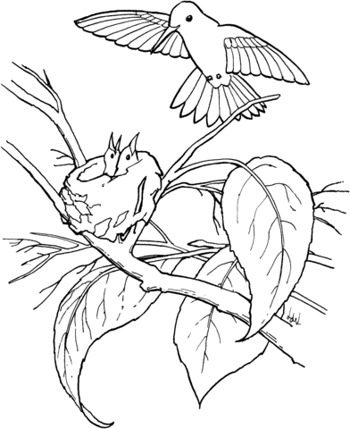 Copper Rumped Hummingbird And Its Babies Coloring Page